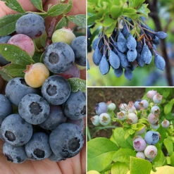 Ericaceous Compost 60L -Garden Plants Sales 100042 3