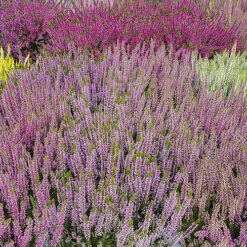 Ericaceous Compost 60L -Garden Plants Sales 100042 4