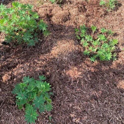 Strulch Mineralised Straw Garden Mulch 11 Strulch Mineralised Straw Garden Mulch -Garden Plants Sales 100086 2