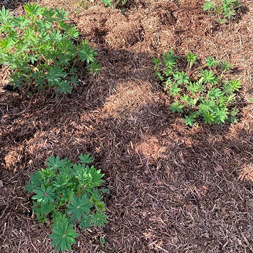 Strulch Mineralised Straw Garden Mulch 5 Strulch Mineralised Straw Garden Mulch - Image 3