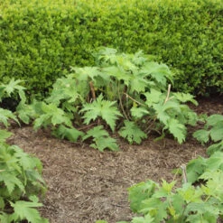 Strulch Mineralised Straw Garden Mulch 12 Strulch Mineralised Straw Garden Mulch -Garden Plants Sales 100086 3