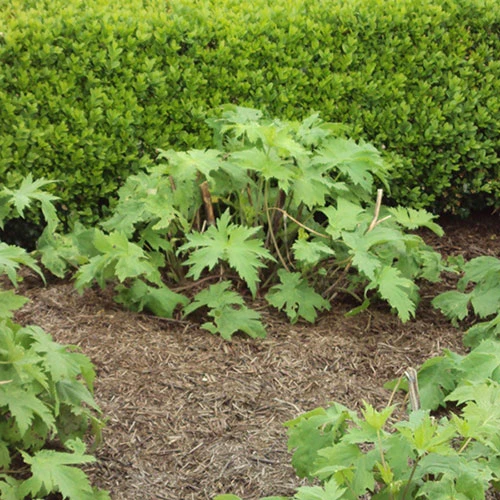 Strulch Mineralised Straw Garden Mulch 6 Strulch Mineralised Straw Garden Mulch - Image 4