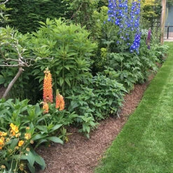 Strulch Mineralised Straw Garden Mulch 13 Strulch Mineralised Straw Garden Mulch -Garden Plants Sales 100086 4