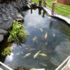 Blooming Fast Pond Clear Pro 2 Step - XLarge Pack 1 Blooming Fast Pond Clear Pro 2 Step - XLarge Pack -Garden Plants Sales 110062