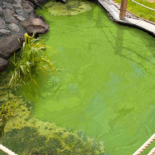 Blooming Fast Pond Clear Pro 2 Step - XLarge Pack 4 Blooming Fast Pond Clear Pro 2 Step - XLarge Pack - Image 2