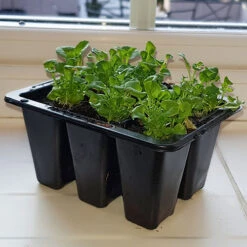 Pack Of 3 Windowsill Propagator Kits -Garden Plants Sales 120034 3
