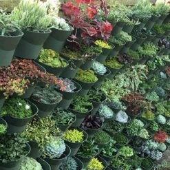 WonderWall Vertical Growing System - 10 Sections -Garden Plants Sales 130246 6