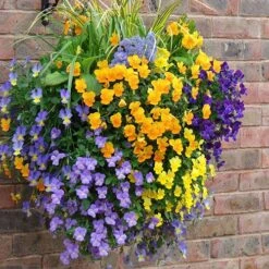 Easy Fill Hanging Baskets 38cm (15in) Pair 13 Easy Fill Hanging Baskets 38cm (15in) Pair -Garden Plants Sales 130257 4