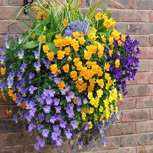 Easy Fill Hanging Baskets 38cm (15in) Pair 7 Easy Fill Hanging Baskets 38cm (15in) Pair - Image 5