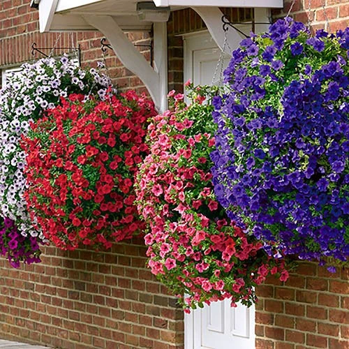 Easy Fill Hanging Baskets 38cm (15in) Pair 8 Easy Fill Hanging Baskets 38cm (15in) Pair - Image 6