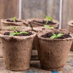 Skelly Tray X 3 And 36 Jiffy Bio Pots 12 Skelly Tray X 3 And 36 Jiffy Bio Pots -Garden Plants Sales 130325 3