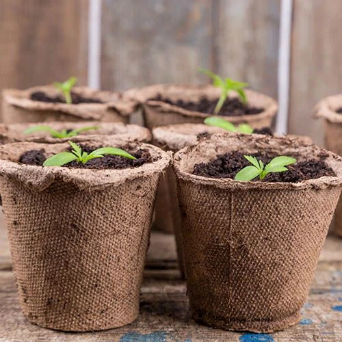 Skelly Tray X 3 And 36 Jiffy Bio Pots 6 Skelly Tray X 3 And 36 Jiffy Bio Pots - Image 4