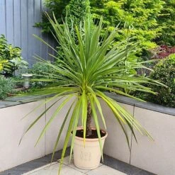 'Boxwood' Acorn 33cm Brown Planter -Garden Plants Sales 130396 1