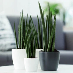 Houseplant Pot Cover 25cm-Anthracite 7 Houseplant Pot Cover 25cm-Anthracite -Garden Plants Sales 130475 2