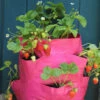 Strawberry And Herb Patio Planter Twin Pack -Garden Plants Sales 130497