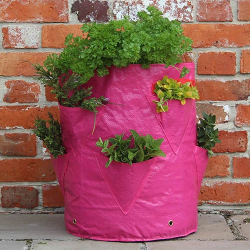Strawberry And Herb Patio Planter Twin Pack 4 Strawberry And Herb Patio Planter Twin Pack - Image 3