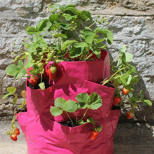 Strawberry And Herb Patio Planter Twin Pack 5 Strawberry And Herb Patio Planter Twin Pack - Image 4