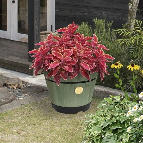 Build Your Own Barrel Kit ? Sage Green 4 Build Your Own Barrel Kit ? Sage Green - Image 2