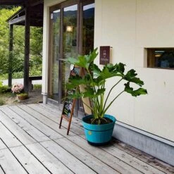 Build Your Own Barrel Kit ? Powder Blue 5 Build Your Own Barrel Kit ? Powder Blue -Garden Plants Sales 160662 1