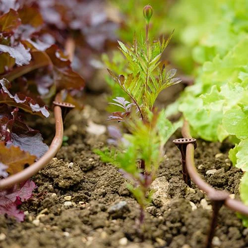 Flopro Beds & Borders Watering Kit 4 Flopro Beds & Borders Watering Kit - Image 2