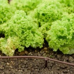 Flopro Beds & Borders Watering Kit 9 Flopro Beds & Borders Watering Kit -Garden Plants Sales 161002 2