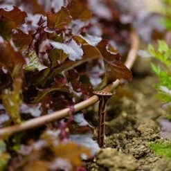 Flopro Beds & Borders Watering Kit 11 Flopro Beds & Borders Watering Kit -Garden Plants Sales 161002 4