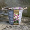Outdoor Narcissi And Tulip Bucket Planter 1 Outdoor Narcissi And Tulip Bucket Planter -Garden Plants Sales 161135