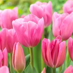 Outdoor Narcissi And Tulip Bucket Planter -Garden Plants Sales 161135 2