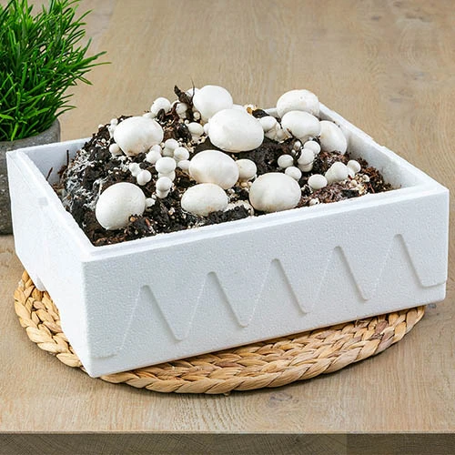 Grow Your Own White Mushroom Kit 4 Grow Your Own White Mushroom Kit - Image 2