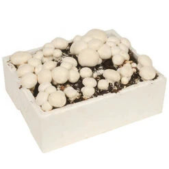 Grow Your Own White Mushroom Kit 7 Grow Your Own White Mushroom Kit -Garden Plants Sales 161139 2