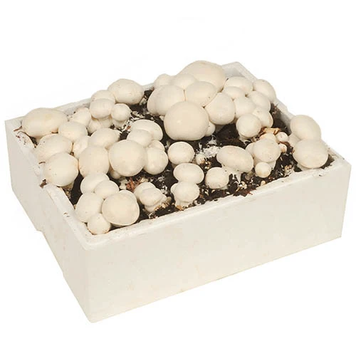 Grow Your Own White Mushroom Kit 5 Grow Your Own White Mushroom Kit - Image 3