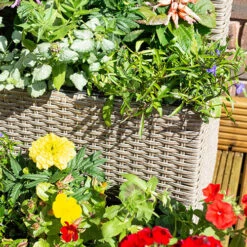 Tiered Rattan Planter In Natural -Garden Plants Sales 161443 1