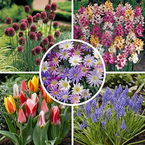 Spring Flowering 150 Bulb Collection 4 Spring Flowering 150 Bulb Collection - Image 2