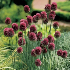 Spring Flowering 150 Bulb Collection 10 Spring Flowering 150 Bulb Collection -Garden Plants Sales 200549 2