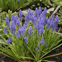 Spring Flowering 150 Bulb Collection 13 Spring Flowering 150 Bulb Collection -Garden Plants Sales 200549 5