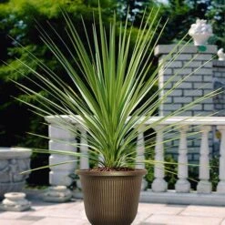 Pair Of Cordyline And Decorative Stripe Urns 9 Pair Of Cordyline And Decorative Stripe Urns -Garden Plants Sales 200565 2
