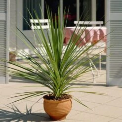 Pair Of Cordyline And Decorative Stripe Urns 10 Pair Of Cordyline And Decorative Stripe Urns -Garden Plants Sales 200565 3