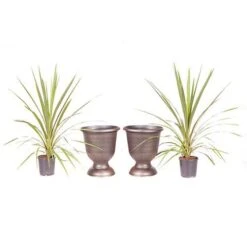 Pair Of Cordyline And Decorative Stripe Urns 11 Pair Of Cordyline And Decorative Stripe Urns -Garden Plants Sales 200565 4