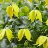 Basket Clematis Tangutica 'Little Lemons' 7cm X 2 -Garden Plants Sales 200747