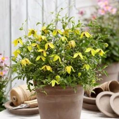 Basket Clematis Tangutica 'Little Lemons' 7cm X 2 -Garden Plants Sales 200747 1