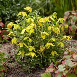 Basket Clematis Tangutica 'Little Lemons' 7cm X 2 -Garden Plants Sales 200747 2
