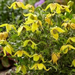 Basket Clematis Tangutica 'Little Lemons' 7cm X 2 -Garden Plants Sales 200747 3