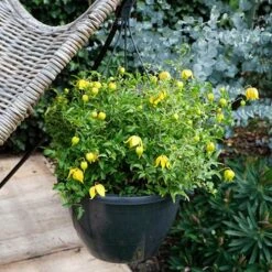 Basket Clematis Tangutica 'Little Lemons' 7cm X 2 -Garden Plants Sales 200747 4