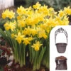 Narcissus 'T?te-?-T?te' Collection With Planters And Compost -Garden Plants Sales 201203
