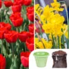 Tulip And Narcissus Collection With Compost And Planters -Garden Plants Sales 201204