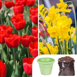 Tulip And Narcissus Collection With Compost And Planters