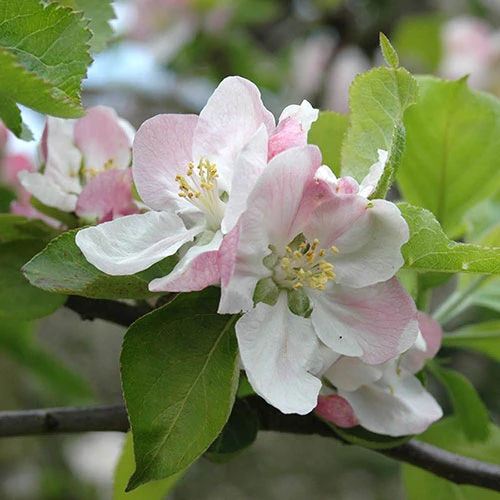 'Braeburn' Apple 4 'Braeburn' Apple - Image 2