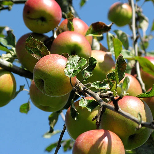 'Braeburn' Apple 6 'Braeburn' Apple - Image 4