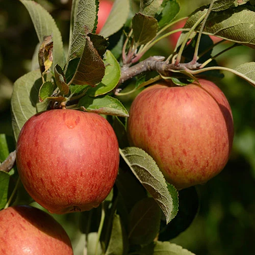 'Braeburn' Apple 8 'Braeburn' Apple - Image 6