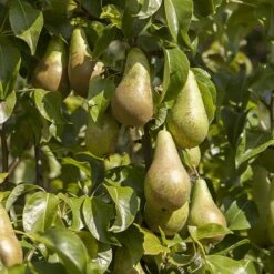 'Conference' Pear Tree -Garden Plants Sales 300003 2